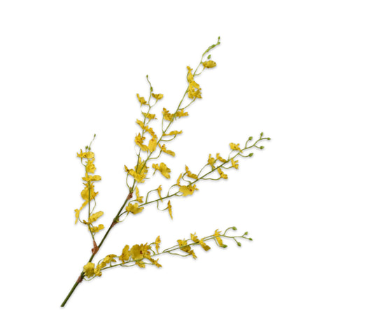 Oncidium Spray