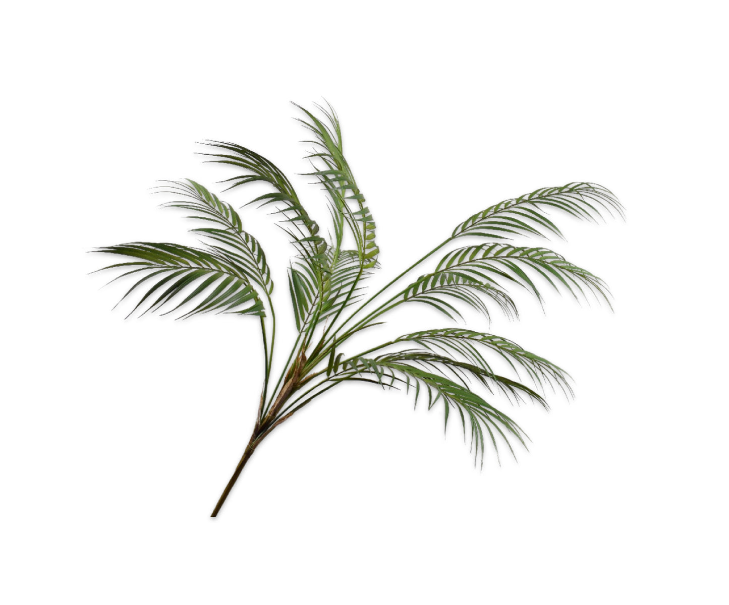 Palm Spray